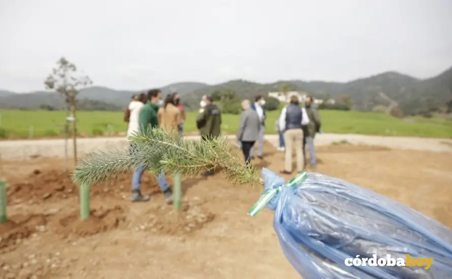 Plantaci&oacute;n de &aacute;rboles en el cintur&oacute;n verde cerca del club h&iacute;pico 9