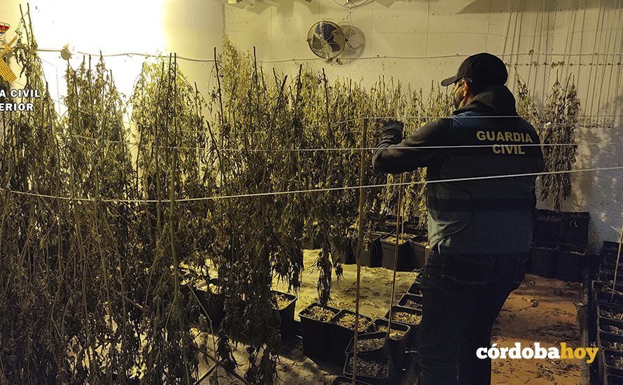 Un agente del EDOA en la plantación de marihuana de Posadas