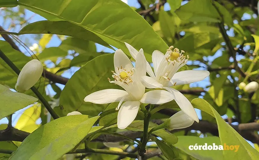Flor de azahara retratada este mismo fin de semana