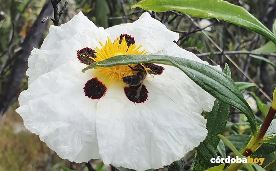 Abeja libando en una flor de jara