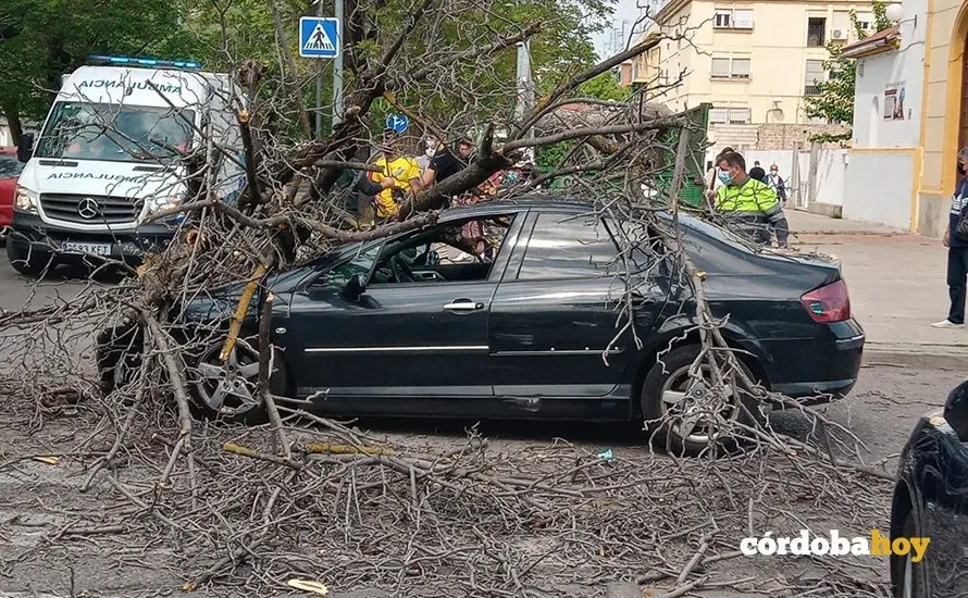 Ca&iacute;da de un &aacute;rbol sobre un coche en Carretera de Trassierra