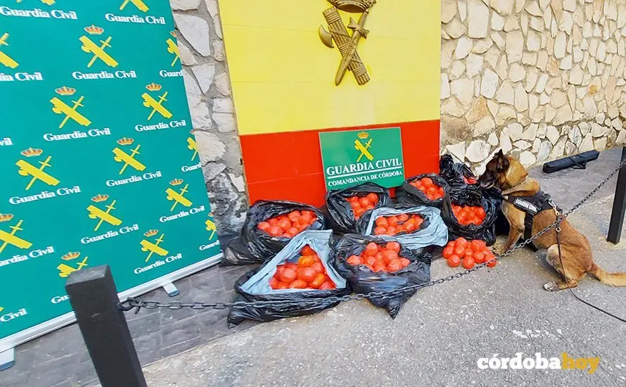 Un perro anti-droga de la Guardia Civil junto al hach&iacute;s intervenido en Lucena