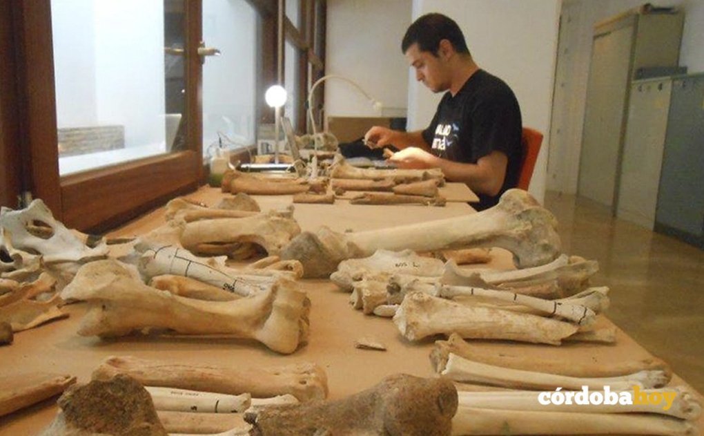 Estudio arqueozoológico del material de Cercadilla en las instalaciones del Museo Arqueológico de Córdoba. Author provided