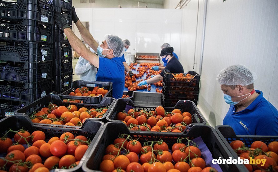 Proceso de selección de tomates en la fábrica de Artesur en Palma del Río
