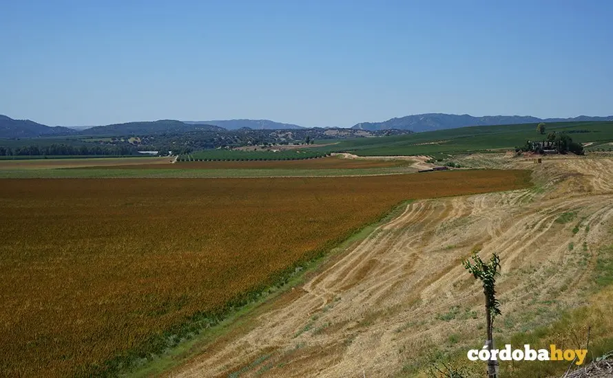 Terrenos de La Rinconada donde ir&aacute; la futura Base Log&iacute;stica del Ej&eacute;rcito de Tierra