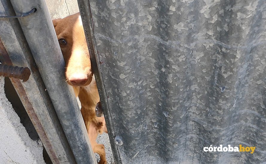 Uno de los perros que ha denunciado Galgos del Sur