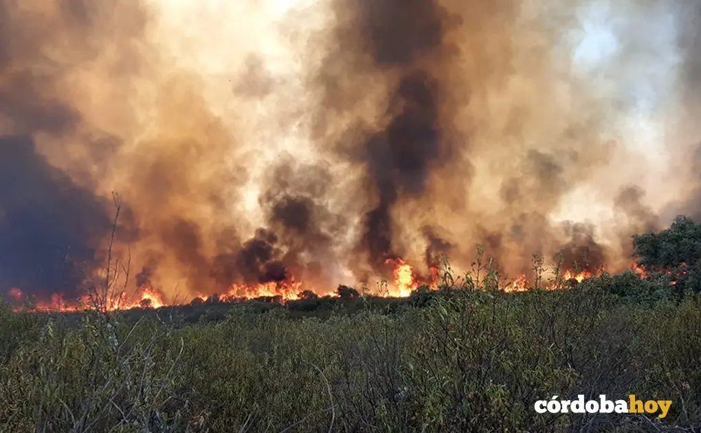 Incendio forestal en Espiel FOTO INFOCA