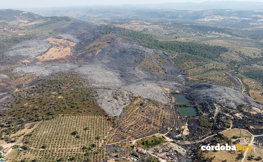 Vista aérea de los efectos del incendio de Alcaracejos en el olivar de sierra