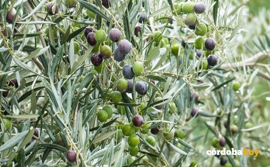 Aceitunas de una olivar ecológico. FOTO UCO