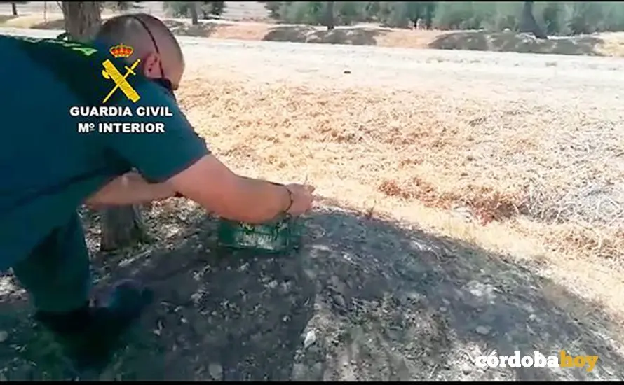 Una agente del Seprona en labores de contorl de flora y fauna