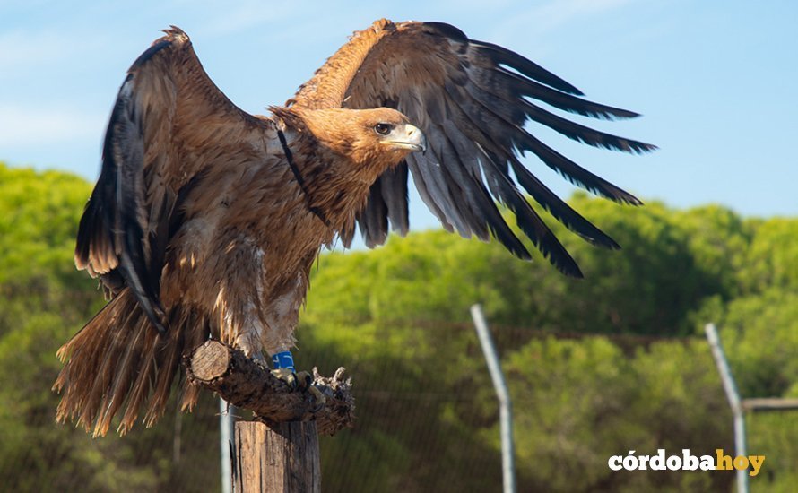 Suelta de ejemplar de águila imperial en Andalucía