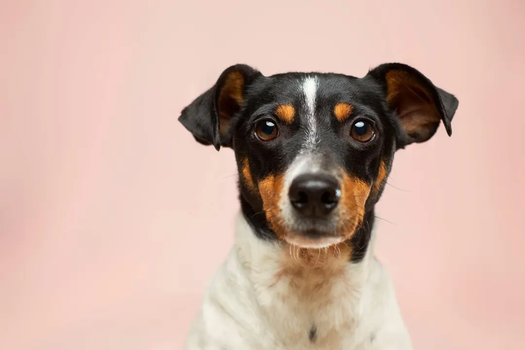 <p> Perro </p>