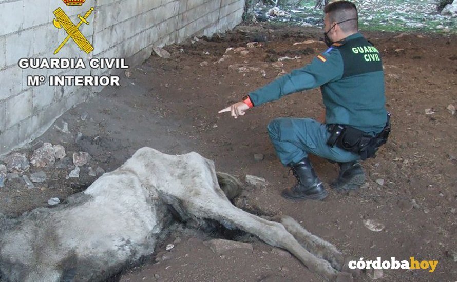 Una agente señala el cadáver de la yegua a la que se dejó morir de hambre