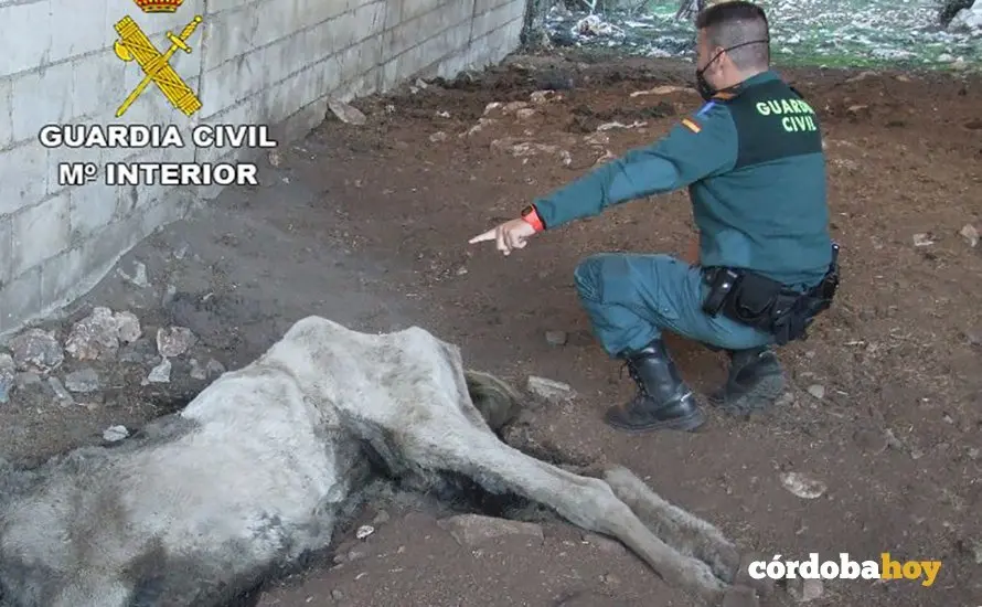 Una agente se&ntilde;ala el cad&aacute;ver de la yegua a la que se dej&oacute; morir de hambre