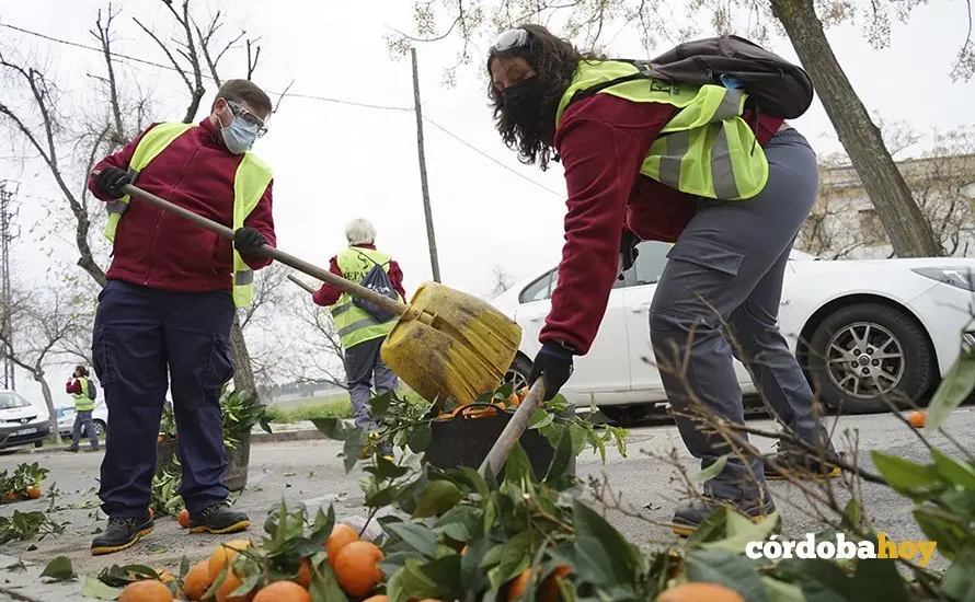 Recogida de la naranja urbana por personal de Fepamic