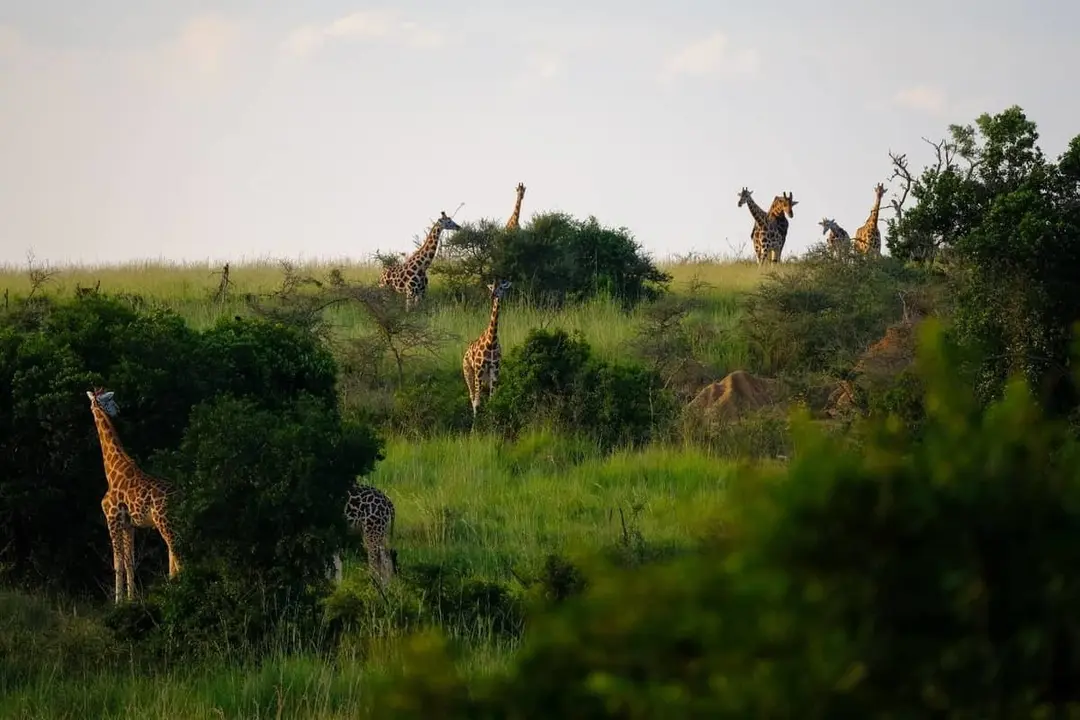 <p> El safari en Kenia: un viaje al coraz&oacute;n de la Naturaleza </p>