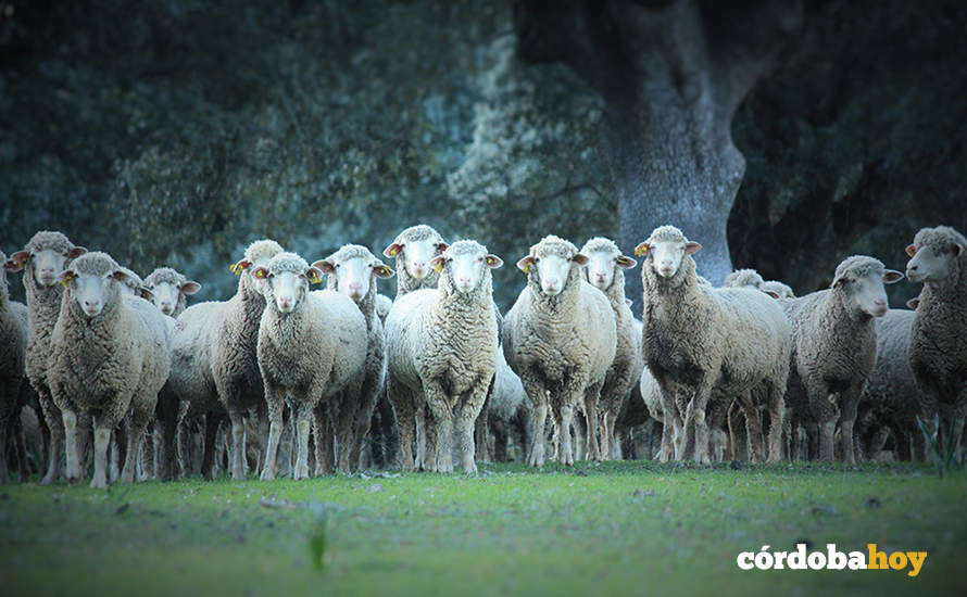 Rebaño de ovejas merinas en la dehesa FOTO TWITTER DIPUTACIÓN DE CÓRDOBA