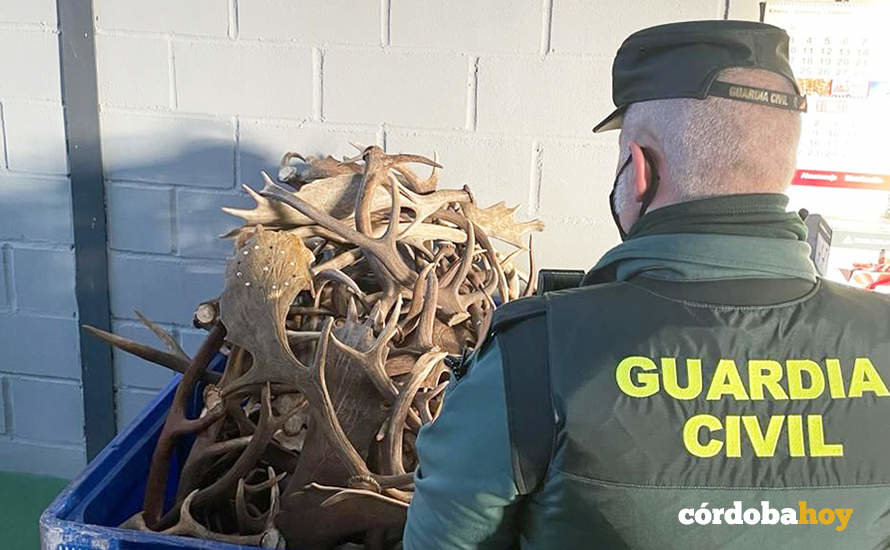 Las astas de ciervo y gamo intervenidas por la Guardia Civil en Villarrubia