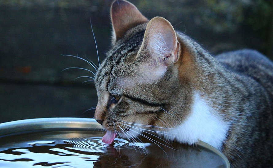 Gato bebiendo agua