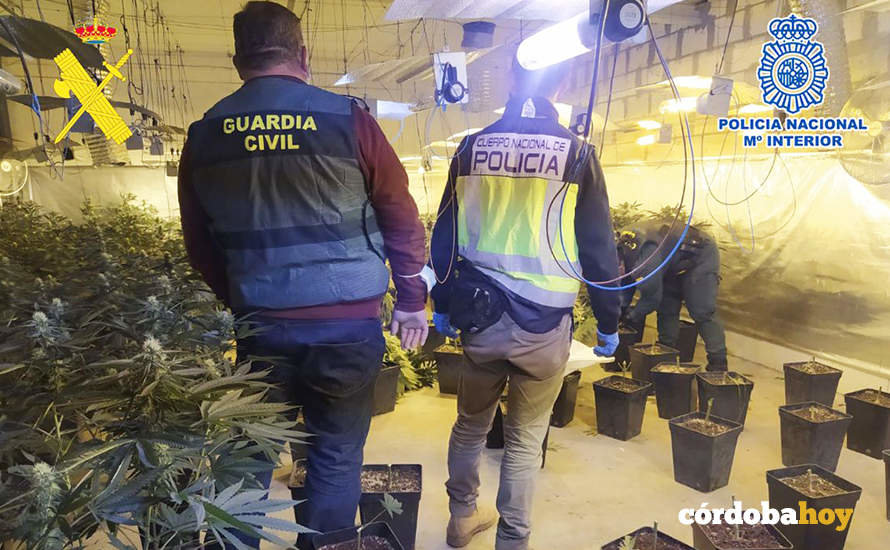 Plantación de marihuana en Monturque