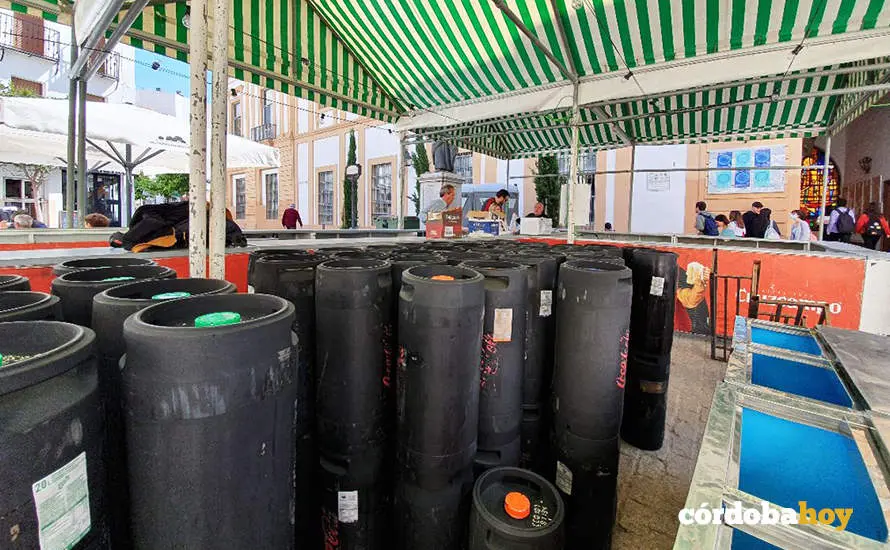 Montaje de las Cruces de Mayo de C&oacute;rdoba 2022