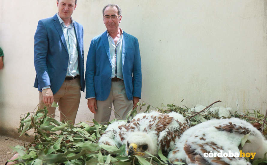 Los pollos de águila imperial nacidos en el Zoo de Córdoba