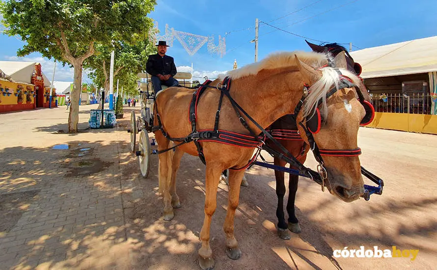 M&aacute;s coches de caballos bajo pl&aacute;tanos de sombra