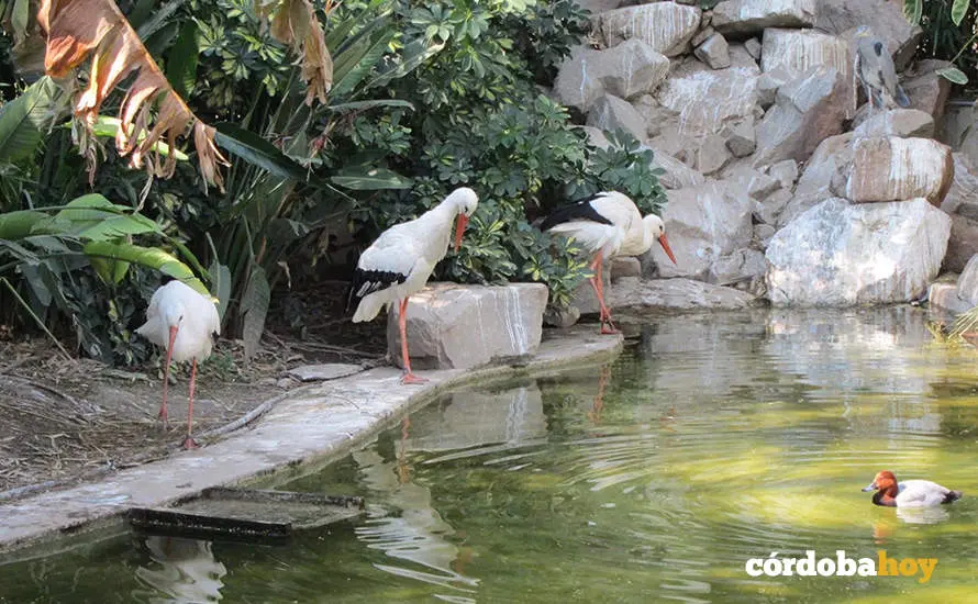 Cig&uuml;e&ntilde;as y un pato en el Zoo de C&oacute;rdoba, en una imagen de archivo