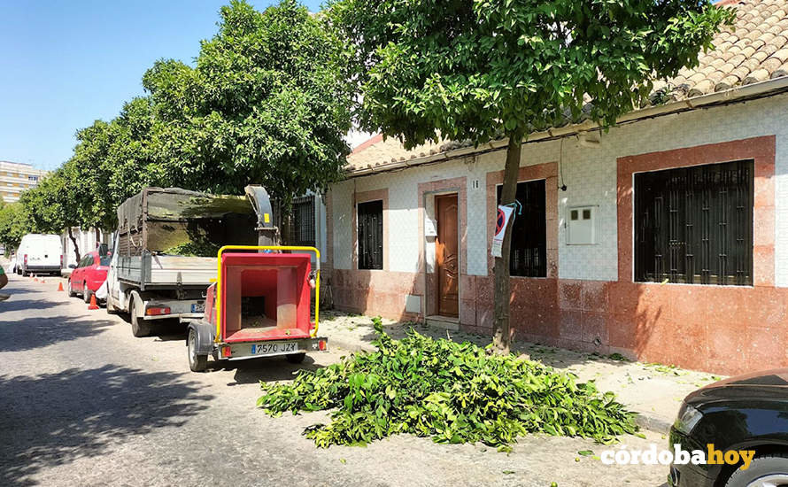 Poda de árboles en julio en la calle calle Alcaide de los Doncele