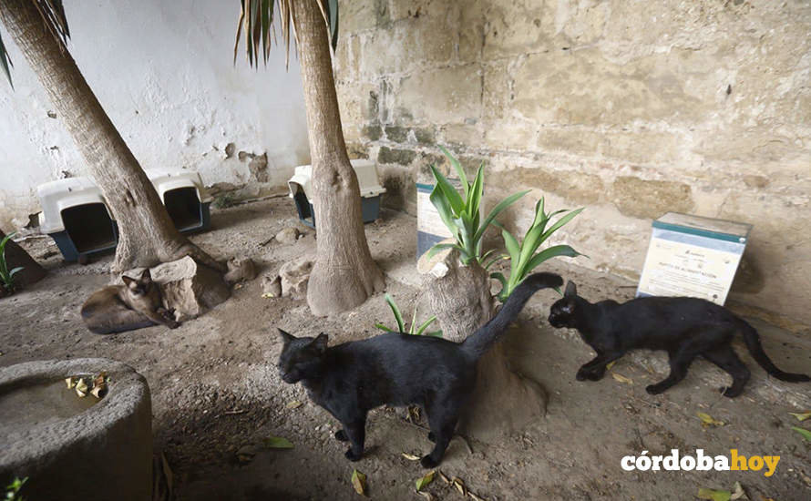 Colonia de gatos en el Casco Histórico
