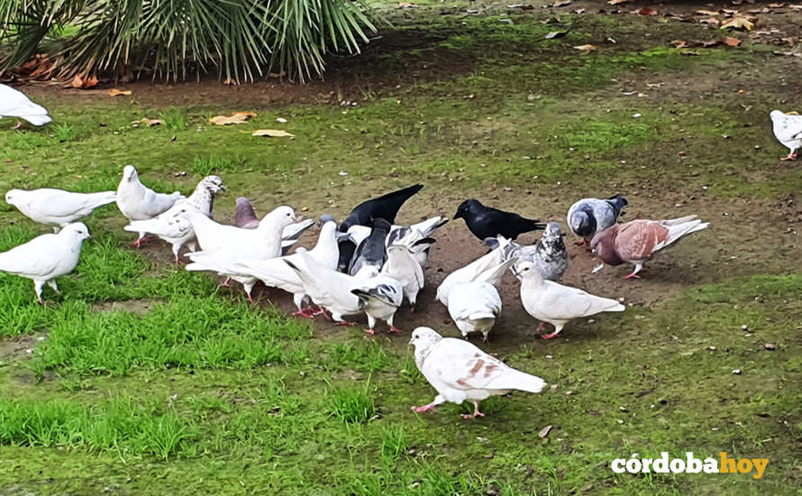 Grajos y palomas en el Parque de Colón
