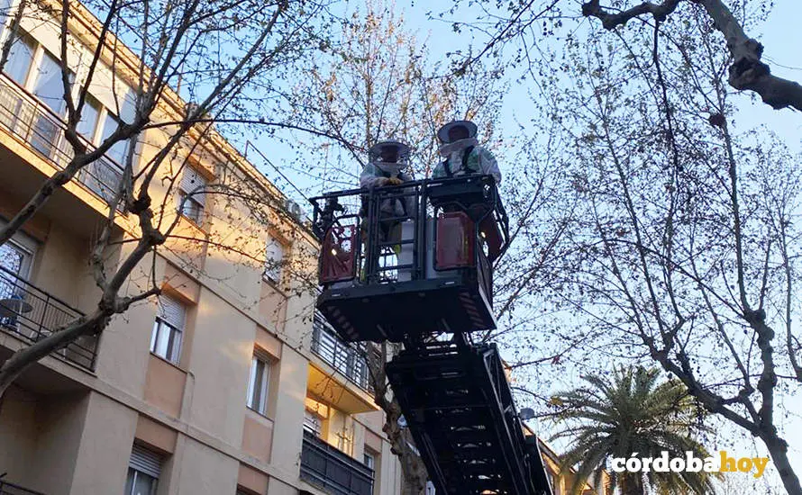 Retirada de abejas por los bomberos en la calle Santa Rosa