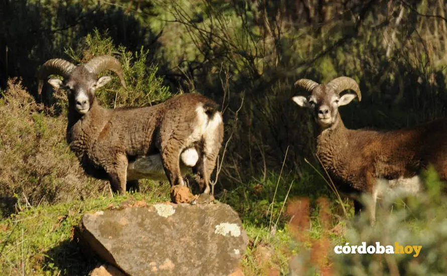 Coto Las Monteras en C&oacute;rdoba
