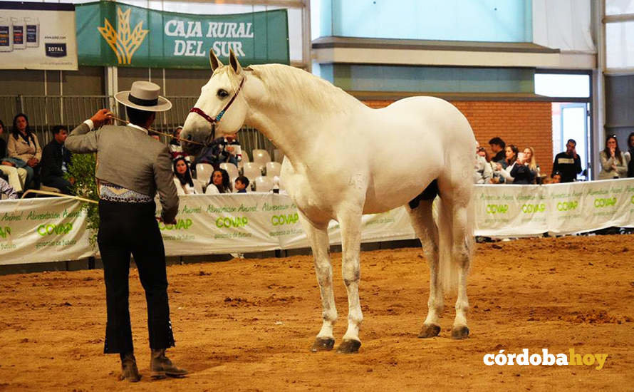 Conuirso de caballos de pura raza española en Confevap