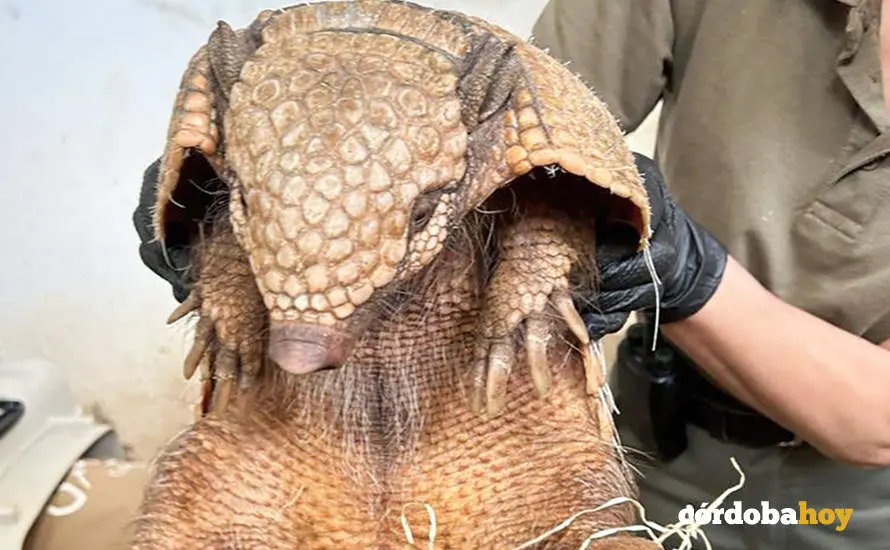 Uno de los armadillos del Zoo de C&oacute;rdoba