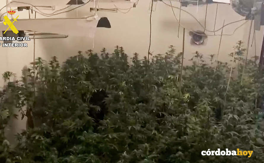 Plantación de marihuana desmantelada por la Guardia Civil en La Rambla