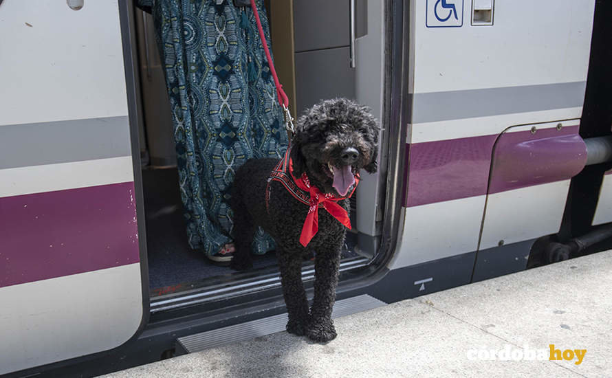 Un perro en un tren de Alta Velocidad de Renfe
