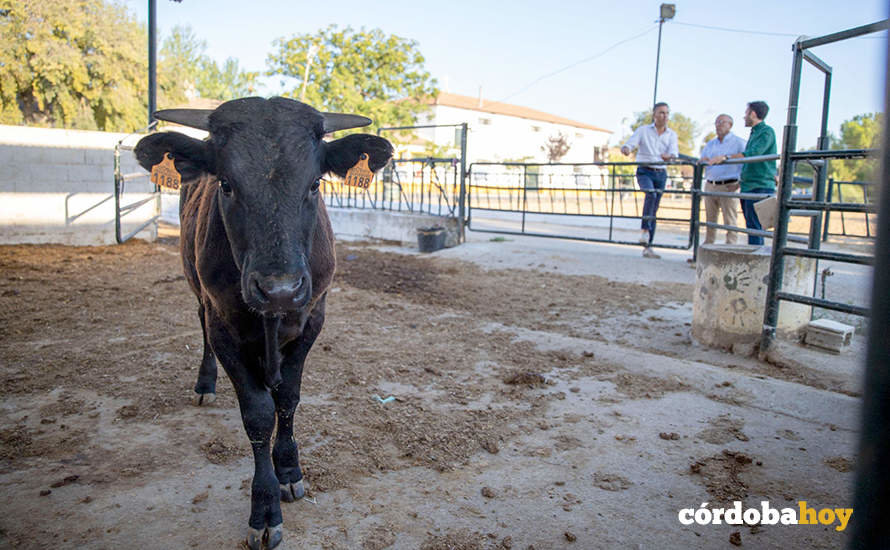 Visita al banco de plasma para los semerntales de bovino raza Negra Andaluza en Córdoba
