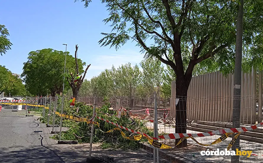 Tala de &aacute;rboles en la calle Pedroche