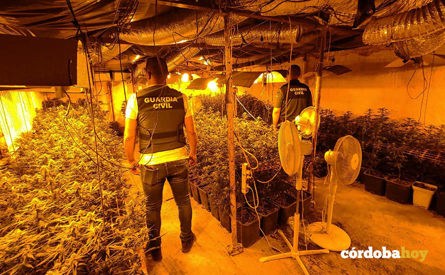 La Guardia Civil desmantela una plantación de marihuana en Lucena