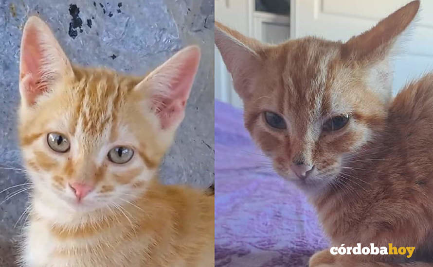 Antes y después del gato al que alude Pacma