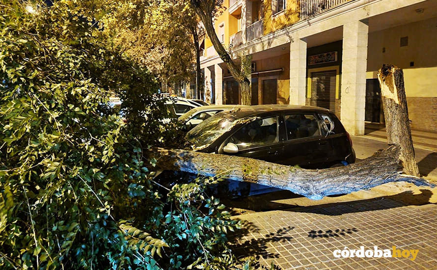 Un árbol caído en una calle de Córdoba FOTO PSOE