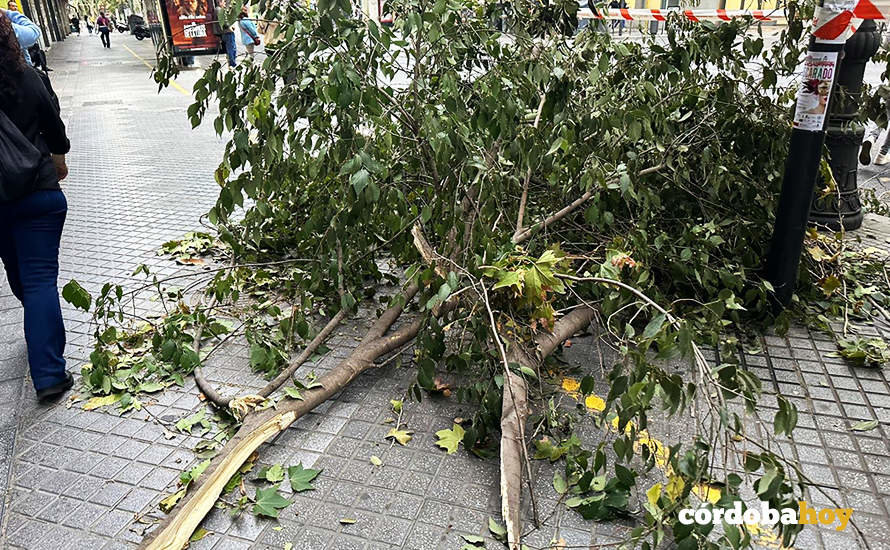 Una de las ramas caídas ayer en la capital