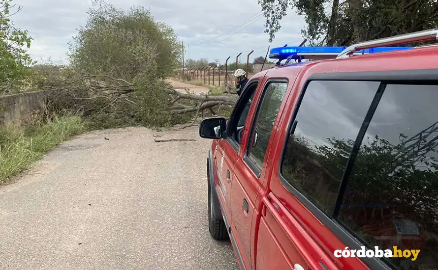 Los bomberos atendiendo una incidencia con un &aacute;rbol tras el paso de la borrasca FOTO SAB