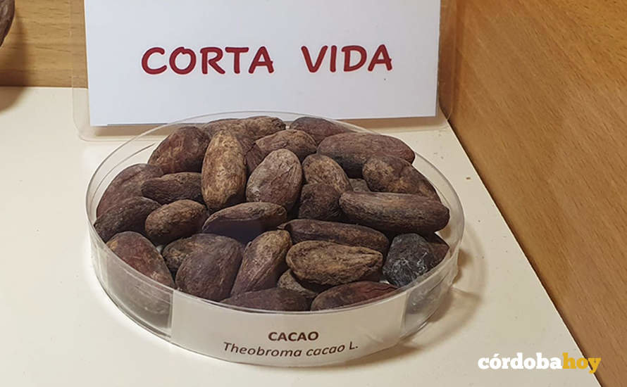Semillas de cacao del Banco de Germoplasma Vegetal Andaluz, en Córdoba