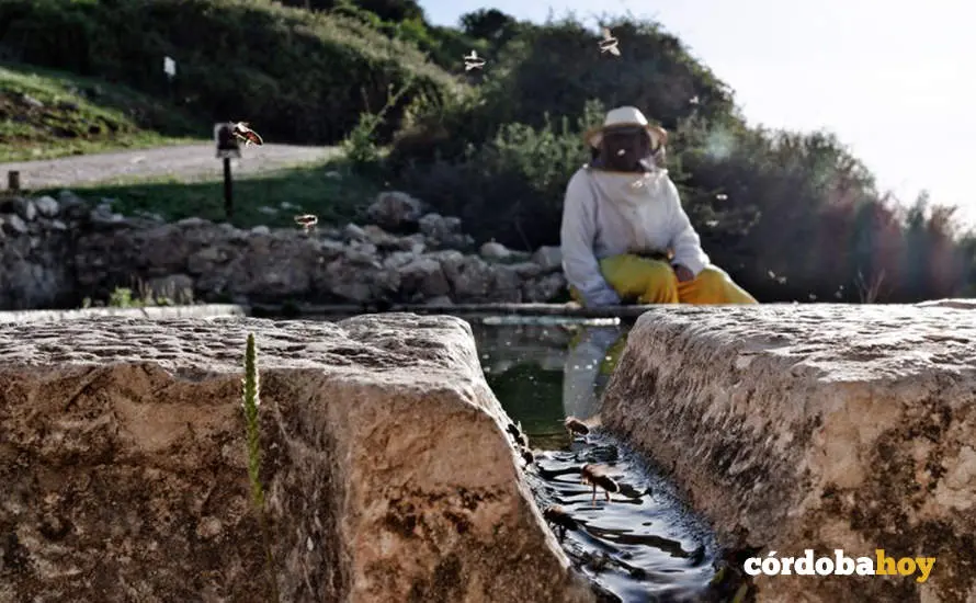 'Fuente de las pilas', tomada por Jos&eacute; Barranco Pe&ntilde;a, en Do&ntilde;a Menc&iacute;a