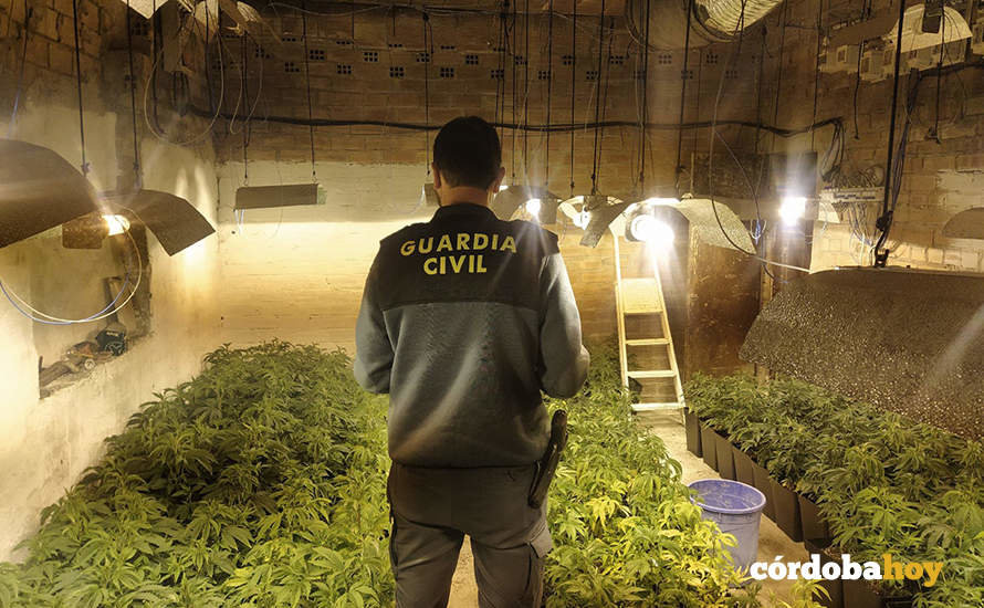 Plantación de marihuana en un garaje de la barriada de Santa Cruz