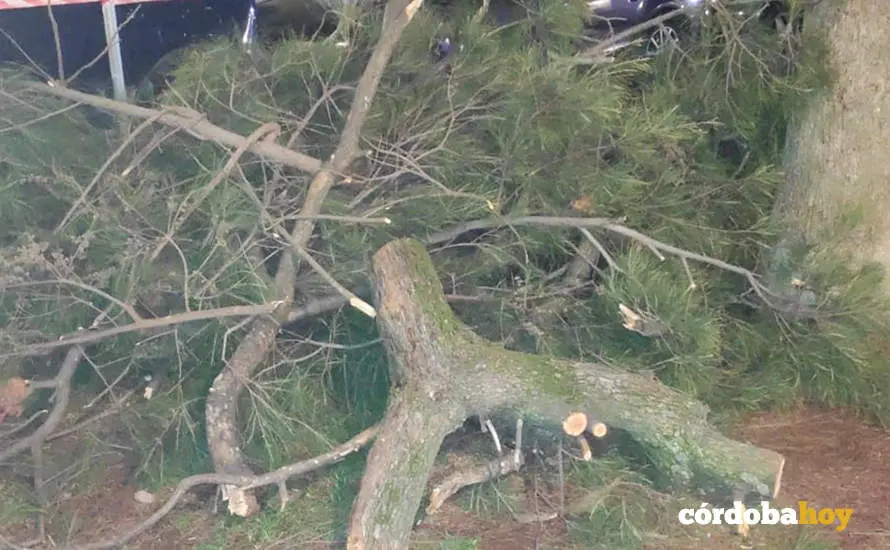 Copa de un &aacute;rbol tronchada por el viento de esta tarde en la Plaza de la Magdalena