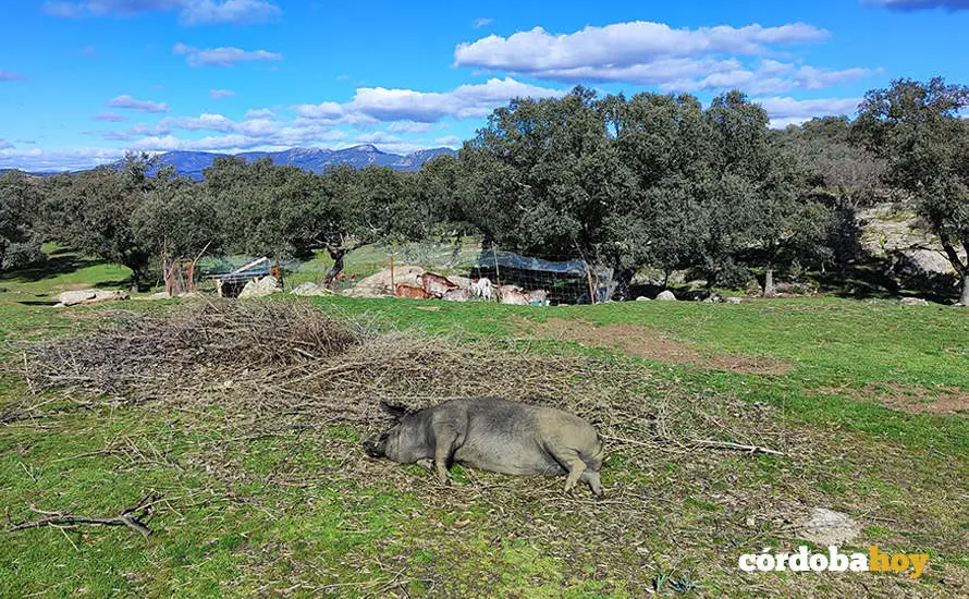 Una marrana descansa en plena dehesa cordobesa