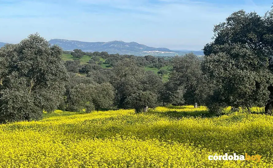 Imagen de la dehesa cordobesa en invierno con un aspecto claramente primaveral FOTO AYUNTAMIENTO DE EL VISO